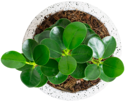 G&G LANDSCAPING SERVICES LLC